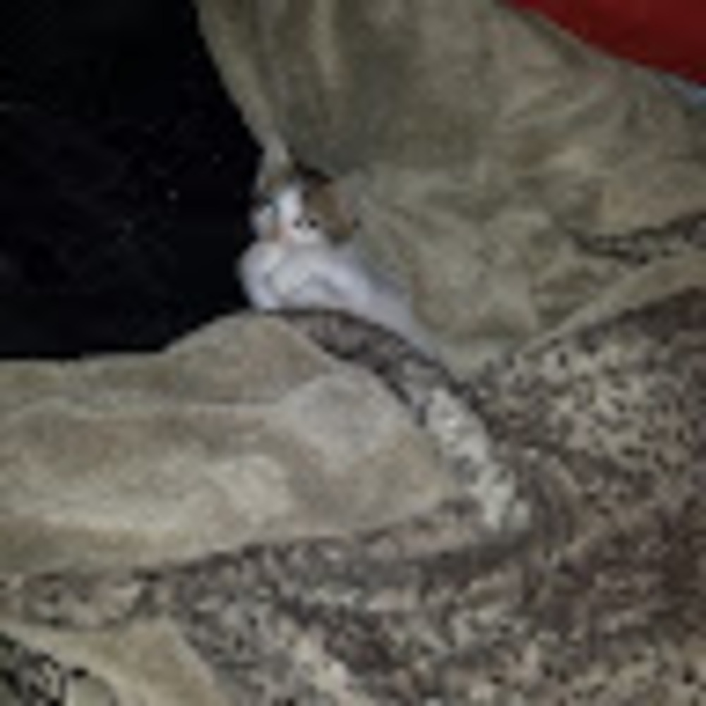 Meet your Posher, Megan